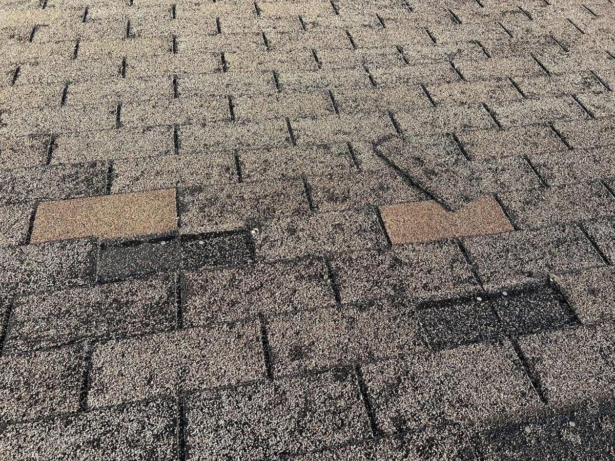 Hail bruises with fresh granule loss on an asphalt shingle roof.